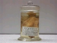 藏品(髭鯛)的圖片